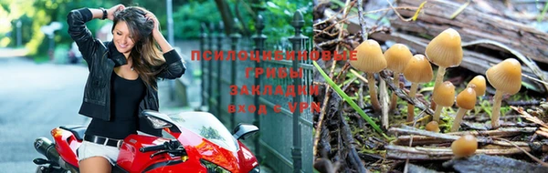 ПСИЛОЦИБИНОВЫЕ ГРИБЫ Бородино